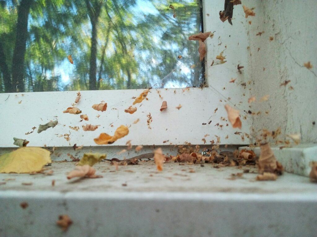 seasonal debris on a window sill